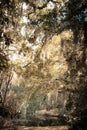 Springtime landscape with trees, Spanish moss and pond