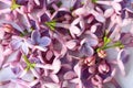 Springtime lilac background, close up Royalty Free Stock Photo