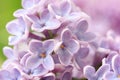 Springtime lilac background, close up Royalty Free Stock Photo