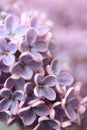 Springtime lilac background, close up Royalty Free Stock Photo