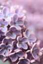 Springtime lilac background, close up