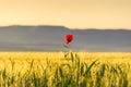 Springtime. Lone poppy over wheat field at dawn. Apulia (Italy). Royalty Free Stock Photo