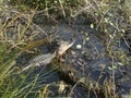 Springtime in Louisiana Wetlands: Alligator Catching Some Sun Rays Royalty Free Stock Photo