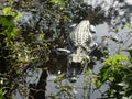 Springtime in Louisiana Wetlands: Lurking Alligator Royalty Free Stock Photo