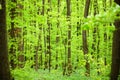 Springtime in the lush green forest. Beech tree trunks and foliage Royalty Free Stock Photo