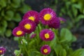 Springtime meadow with purple daisies bloom Royalty Free Stock Photo