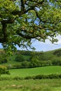 Springtime Meadows