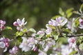 Springtime mood with closeup of blooming branches of apple tree in sunlight