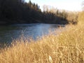 Springtime Morning Along the Riverbank