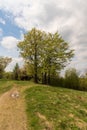 Springtime mountain scenery with trees, trail, grass and blue sky with clouds in Beskid Slaski mountains in Poland