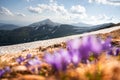 Springtime in the mountains with colorful crocus flowers Royalty Free Stock Photo