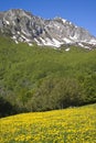 Springtime in mountains Royalty Free Stock Photo