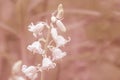 Springtime nature abstract.Wildflowers on blurred coral background Royalty Free Stock Photo