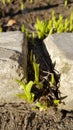 Textures of dry soil, scratched rough stones and tiny fresh green sprouts. Flowerbed in March. Spring gardening concept. Royalty Free Stock Photo