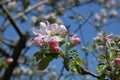 Delicate white petals of apple blossoms and rosy flower buds on blue sky blurred background. White pink apple flowers closeup. Royalty Free Stock Photo