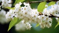 springtime ohio buckeye tree