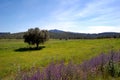 Springtime: old olive tree and wildflowers