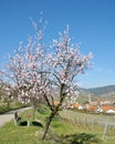 Springtime in Palatinate,Germany Royalty Free Stock Photo
