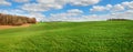 panorama of greenfields winter wheat hills, near forest and cloudy sky