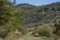 Springtime panorama landscape with pine or pinus and deciduous forest Royalty Free Stock Photo
