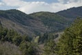 Springtime panorama landscape with pine or pinus and deciduous forest Royalty Free Stock Photo