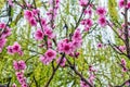Springtime peach blossom Royalty Free Stock Photo