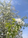 springtime peach flower