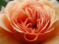Springtime peach rose flower close up in bloom at Queen Elizabeth Park