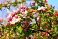 Springtime photo of our apple blossom tree.