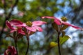 Beautiful Pink Dogwood Blossoms on a Sunny Day