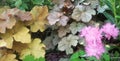 Pink flowers with yellow and purple ground cover in garden bed