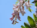 Pink Robinia flowers and leaves