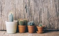 Springtime plant gardening background. Flower cactus and succulent houseplant in pot on wooden table