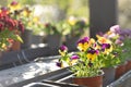 Springtime planting in terrace. Eco gardening Royalty Free Stock Photo