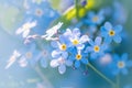 Springtime poetry Forget me not flowers blossom, creating a stunning macro composition