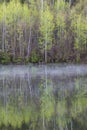 Springtime Poplar Trees Reflected On A Mist Covered Lake