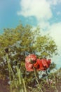 Vintage Summertime Poppies and Sky Royalty Free Stock Photo