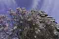 Springtime at Portello park, Milan, Italy