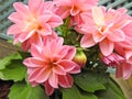 Springtime potted pink dahlias in bloom