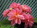 Springtime potted pink dahlias in bloom