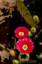 Springtime Prickly Pear Cactus Bloom Royalty Free Stock Photo