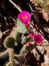 Springtime Prickly Pear Cactus Bloom