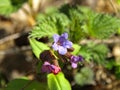 Springtime and primroses. The first spring flowers in the forest. Flowering lungwort Pulmonaria in blossom Royalty Free Stock Photo