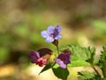 Springtime and primroses. The first spring flowers in the forest. Flowering lungwort Pulmonaria in blossom Royalty Free Stock Photo