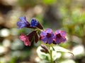 Springtime and primroses. The first spring flowers in the forest. Flowering lungwort Pulmonaria in blossom Royalty Free Stock Photo