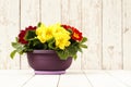Springtime, Primroses in flower pot on wooden white bla