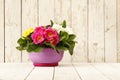 Springtime, Primroses in flower pot on wooden white bla