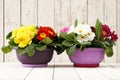 Springtime, Primroses in flowers pots on wooden white b