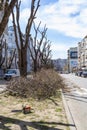 Springtime pruning of bare trees on the city street. Pile of pruned tree branches stacked on a wide road dividing lane. Seasonal