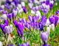 Springtime with purple corcus flowers Royalty Free Stock Photo